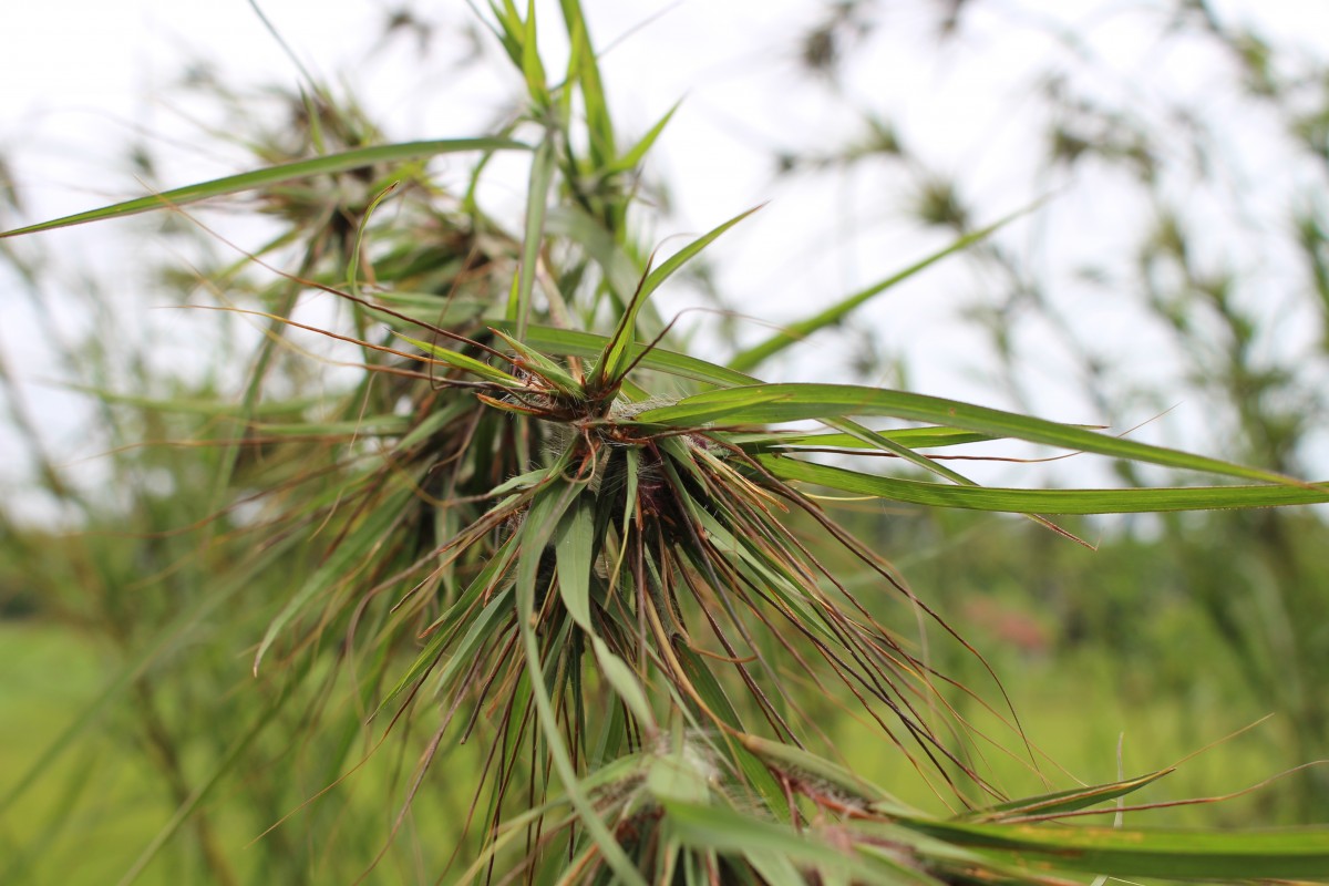 Themeda tremula (Nees ex Steud.) Hack.